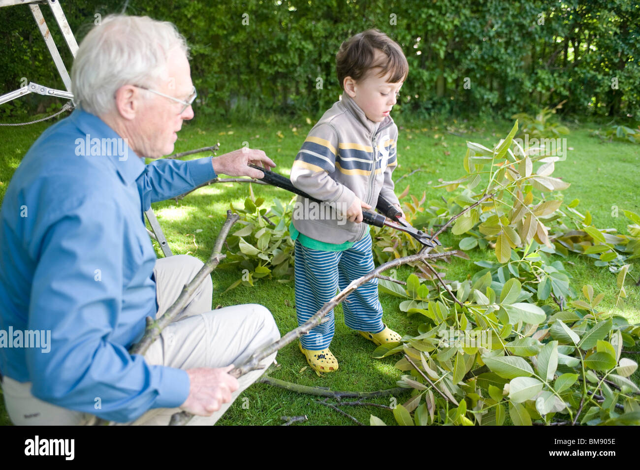 grandfather and grandson clipping tree branches Stock Photo - Alamy