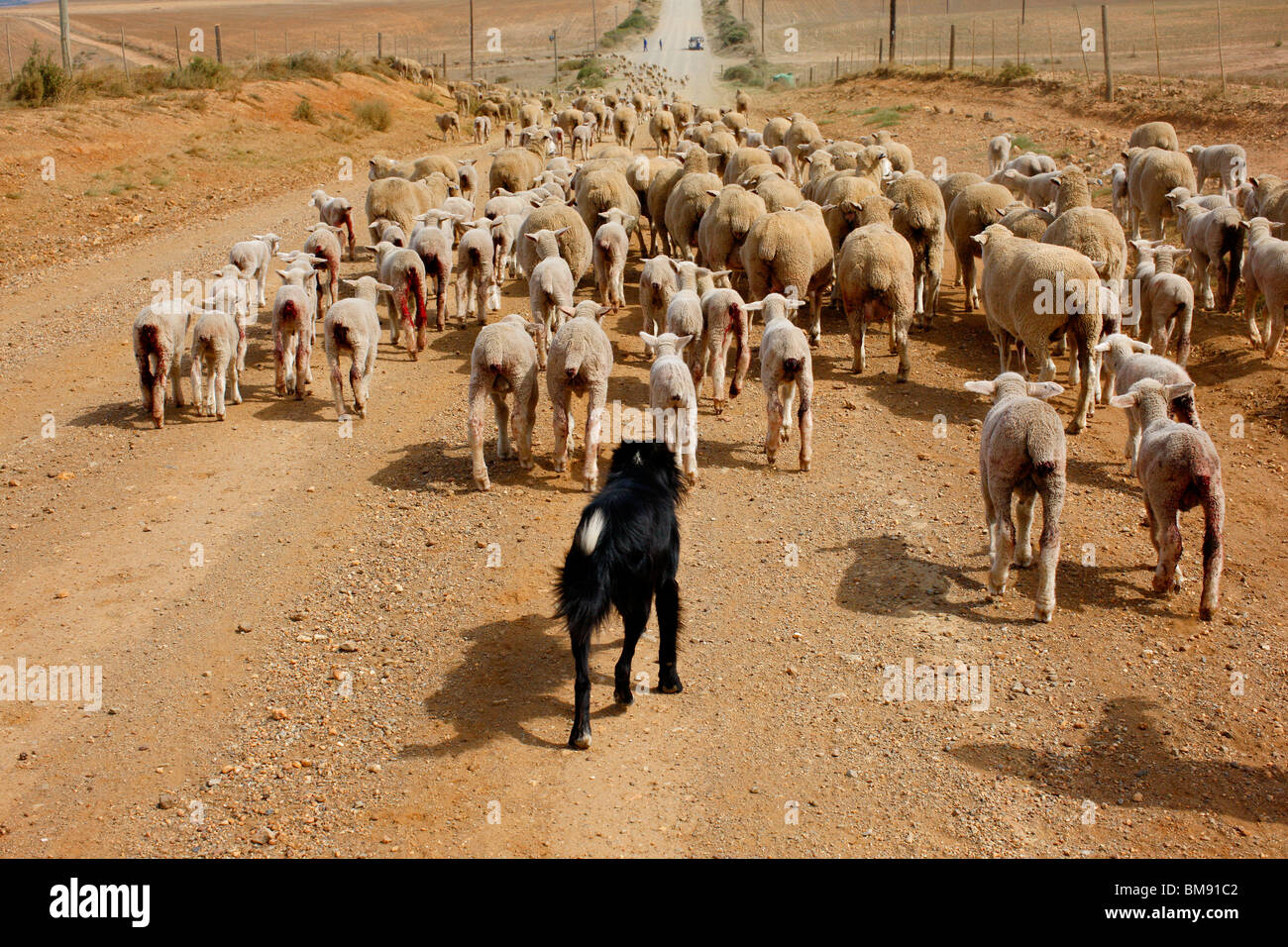 German Shephard dog and Sheep Herd Stock Photo