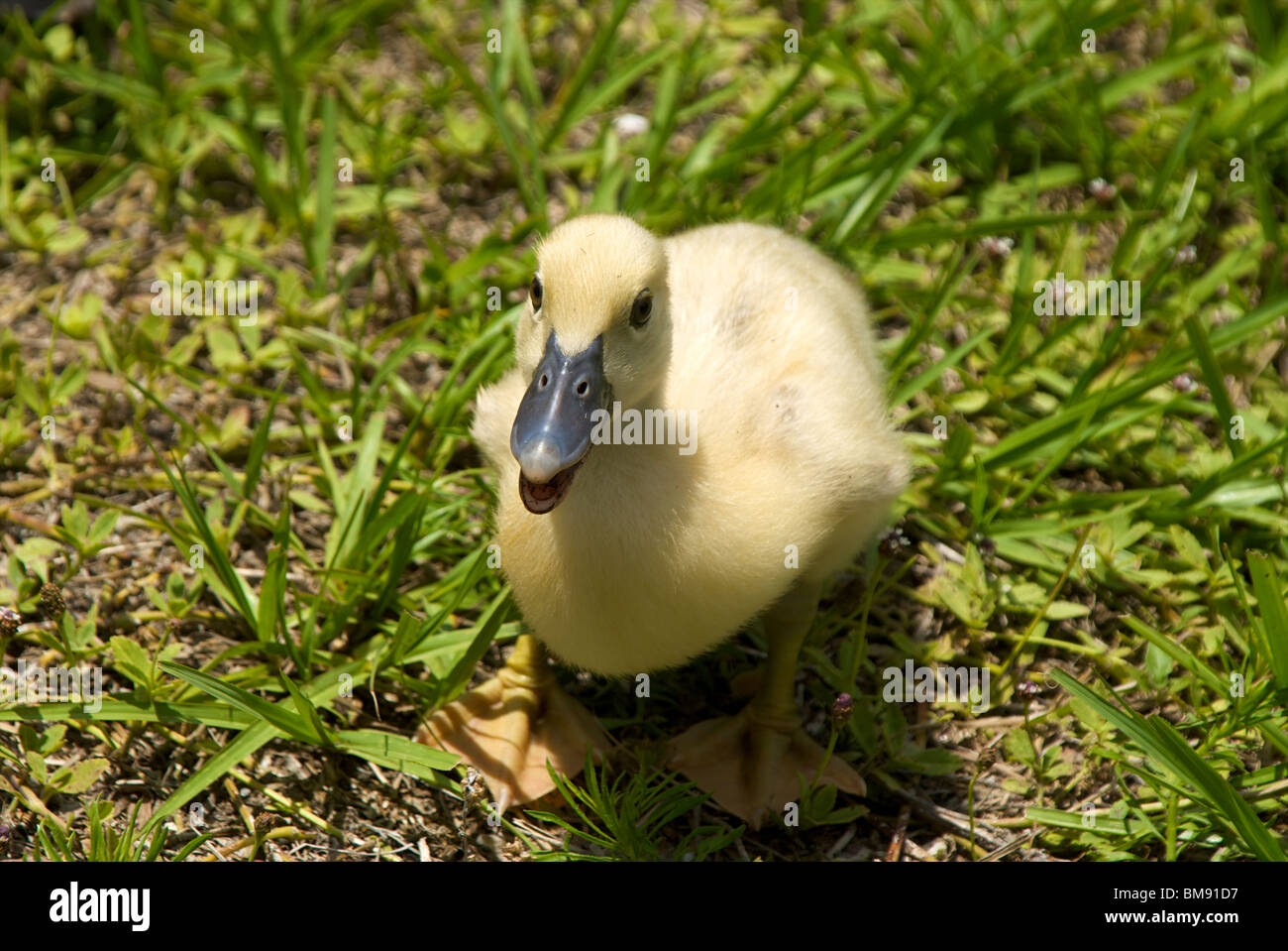 Quacking Bird High Resolution Stock Photography and Images Alamy