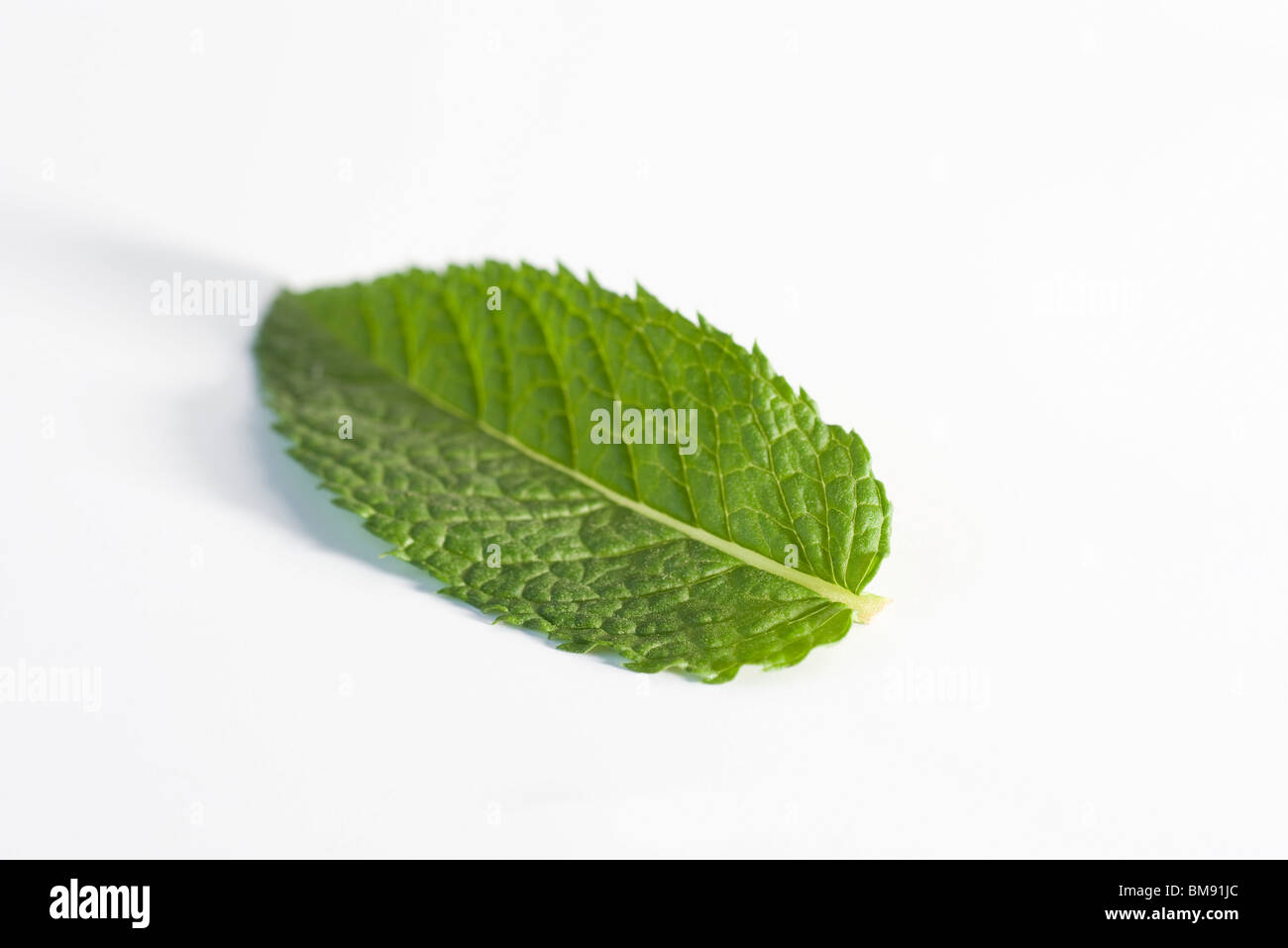 Mint leaf Stock Photo
