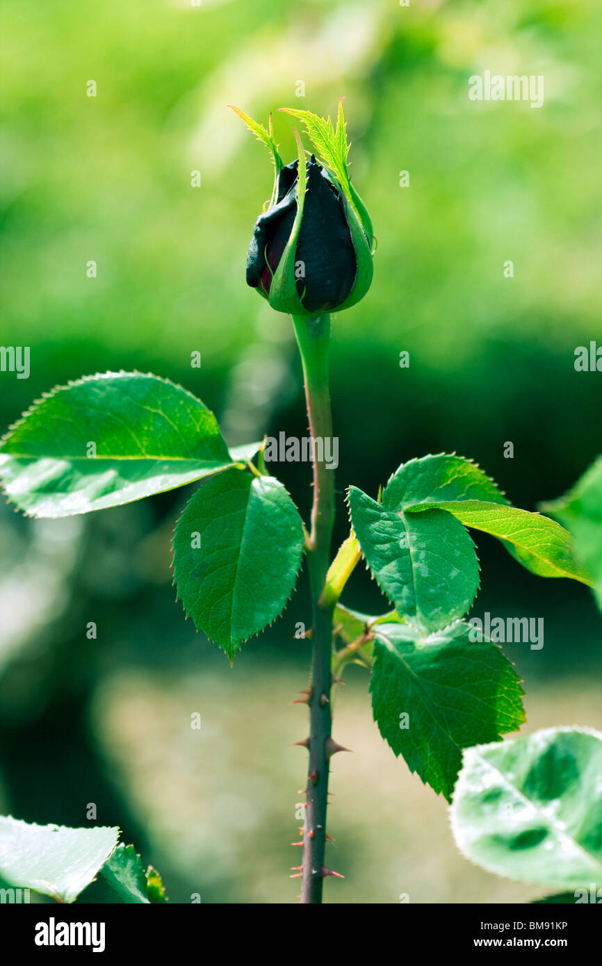 Black Rosebud with leaves and thorns. Stock Photo