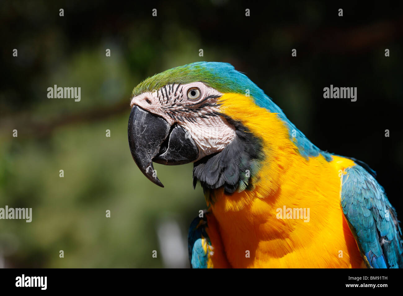 Blue and Gold Macaw Stock Photo