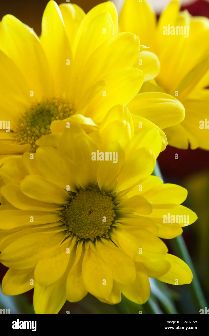 Yellow Chrysanthemum Daisy Flowers close up macro showing petals, stamens, pistils. Stock Photo