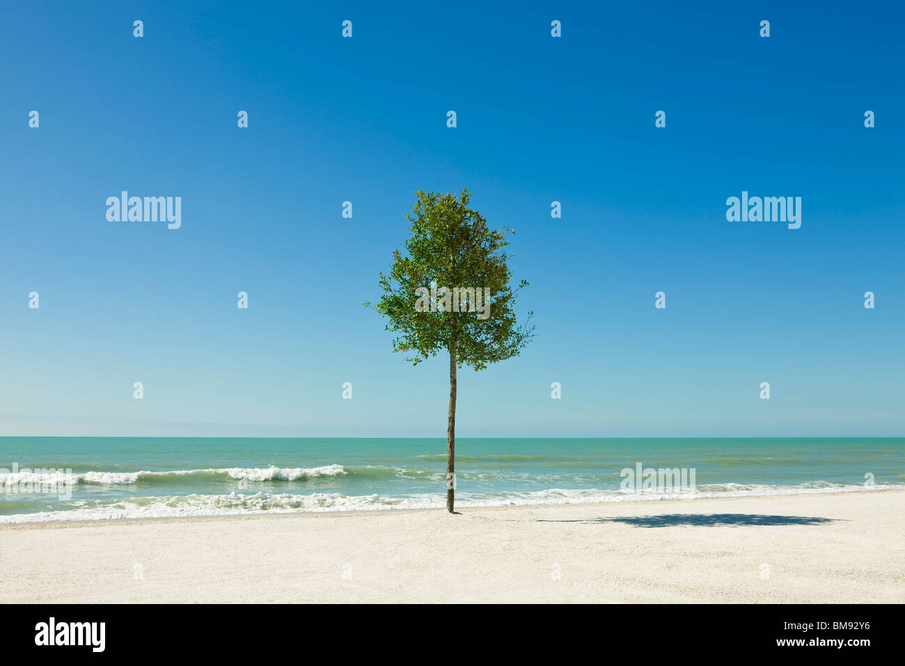 Lone tree growing on beach Stock Photo Alamy