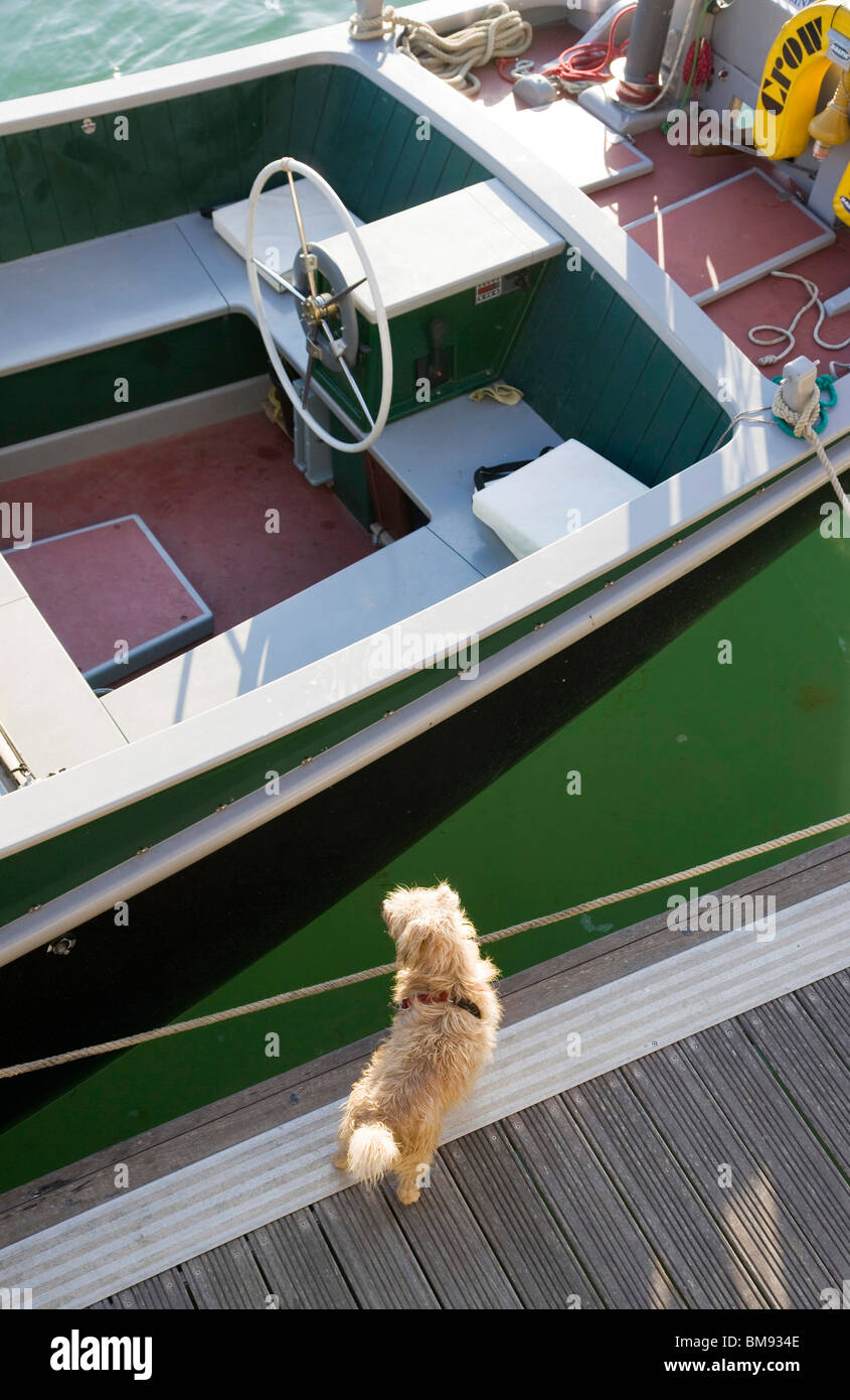 A dog waiting patiently for master Stock Photo - Alamy