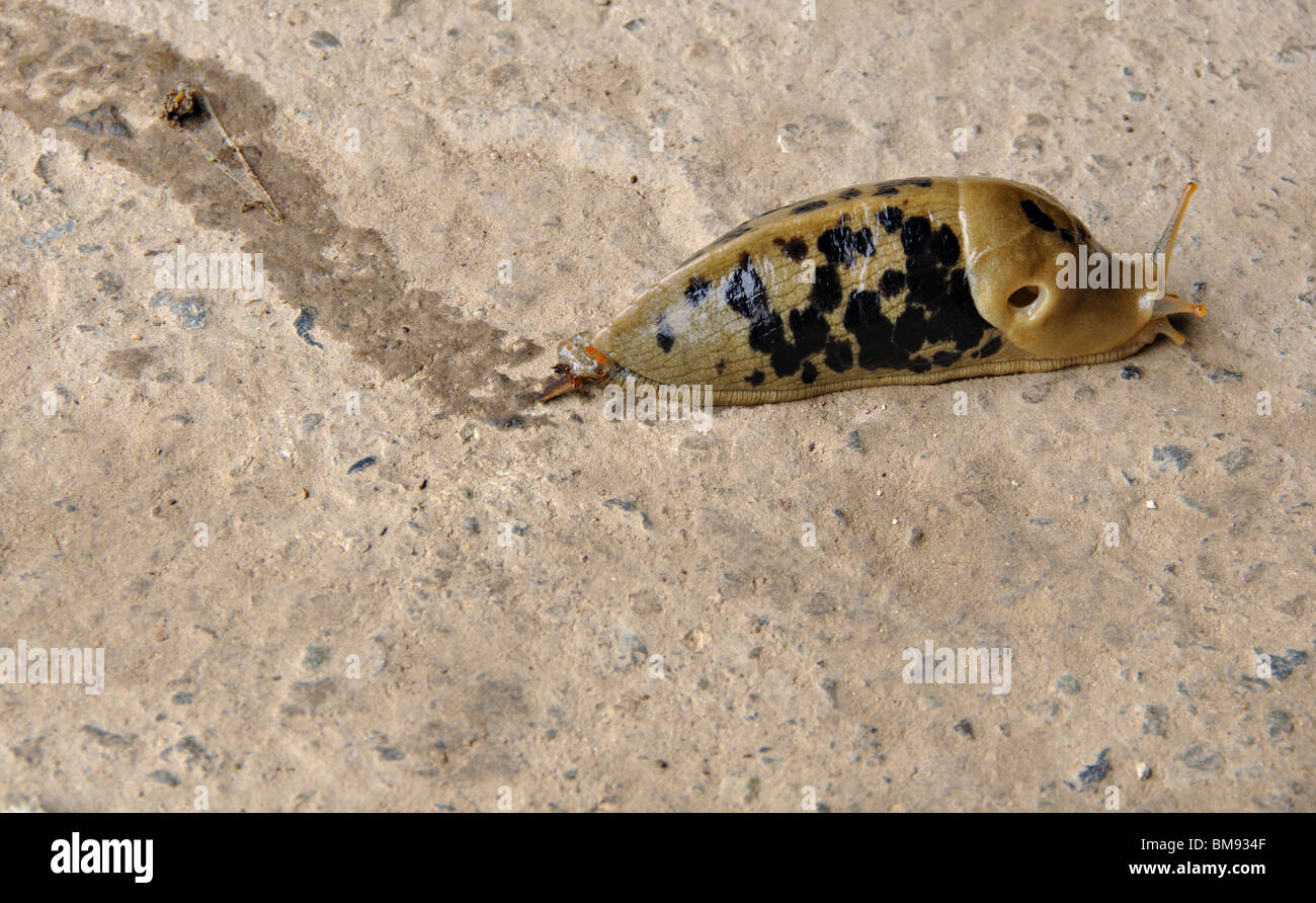 Banana slug leaving a slime trail on concrete Stock Photo