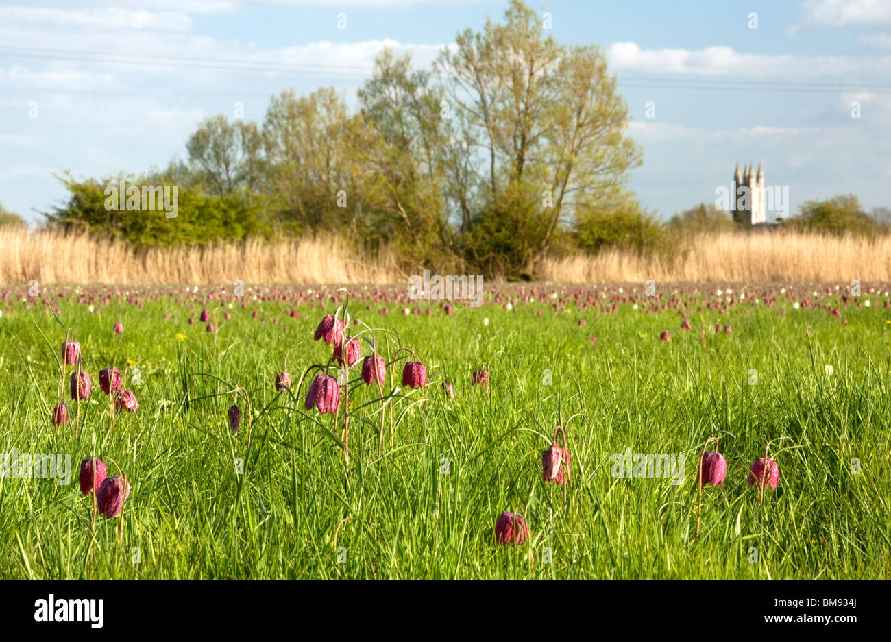 Snakeshead Fritillaries in North Meadow Nature Reserve, Cricklade, Wiltshire, Uk Stock Photo