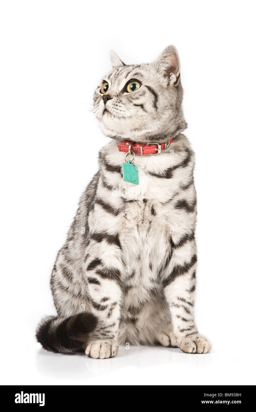 Portrait of a male British shorthair silver tabby cat against a pure white (255) background. Stock Photo
