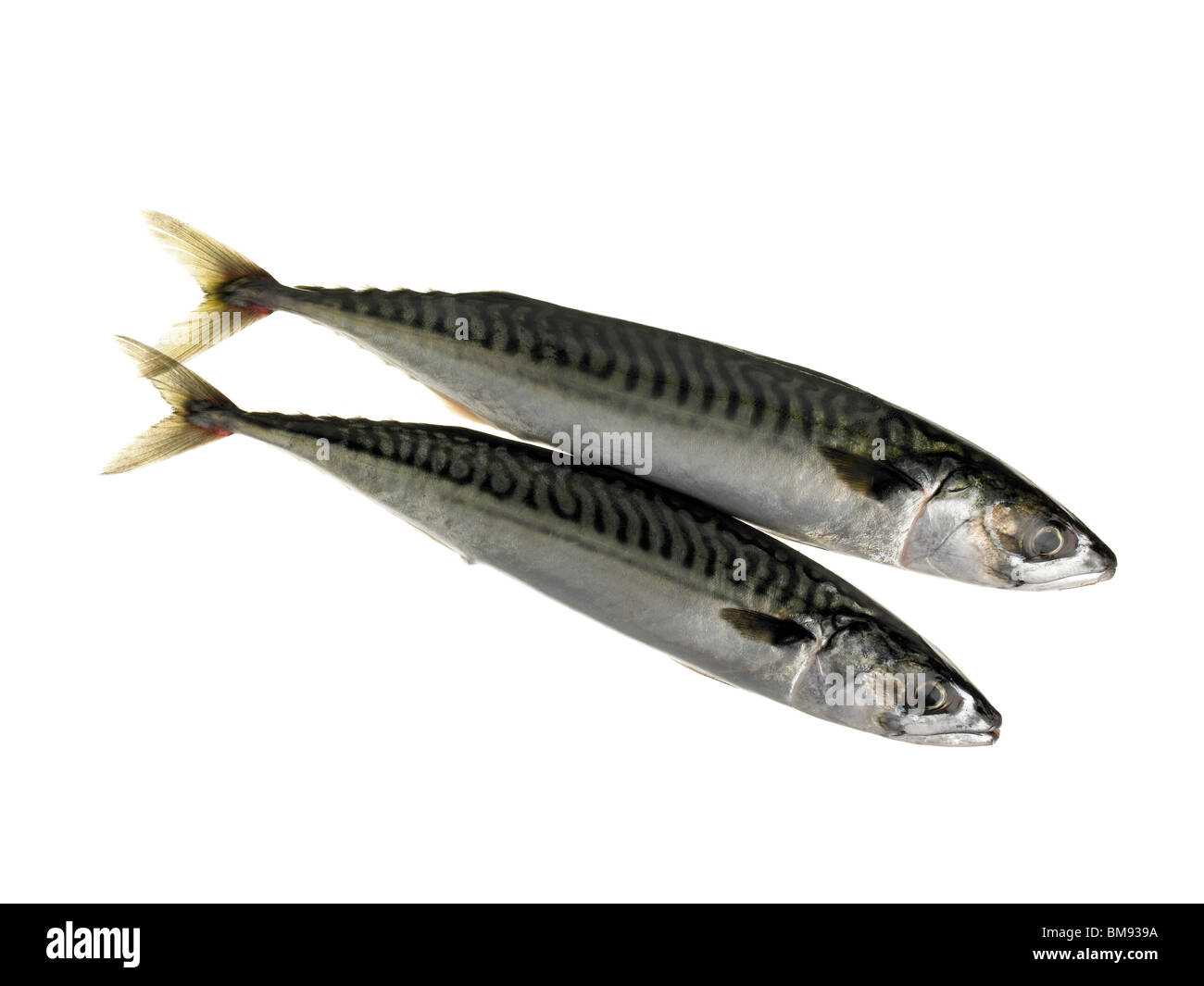 fresh mackerel Stock Photo