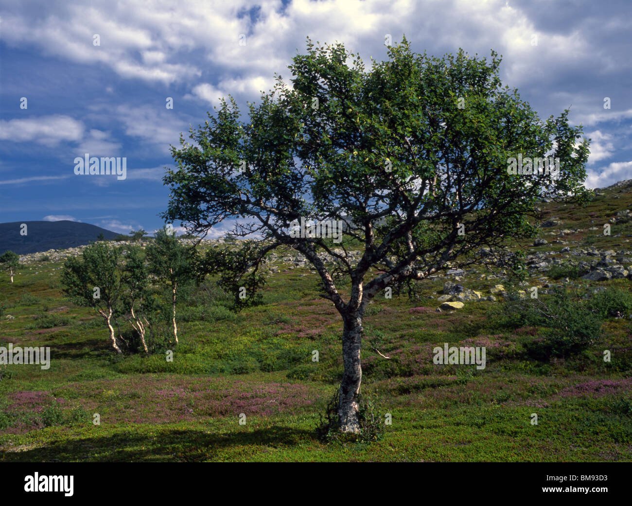 Big tree on green field hi-res stock photography and images - Alamy