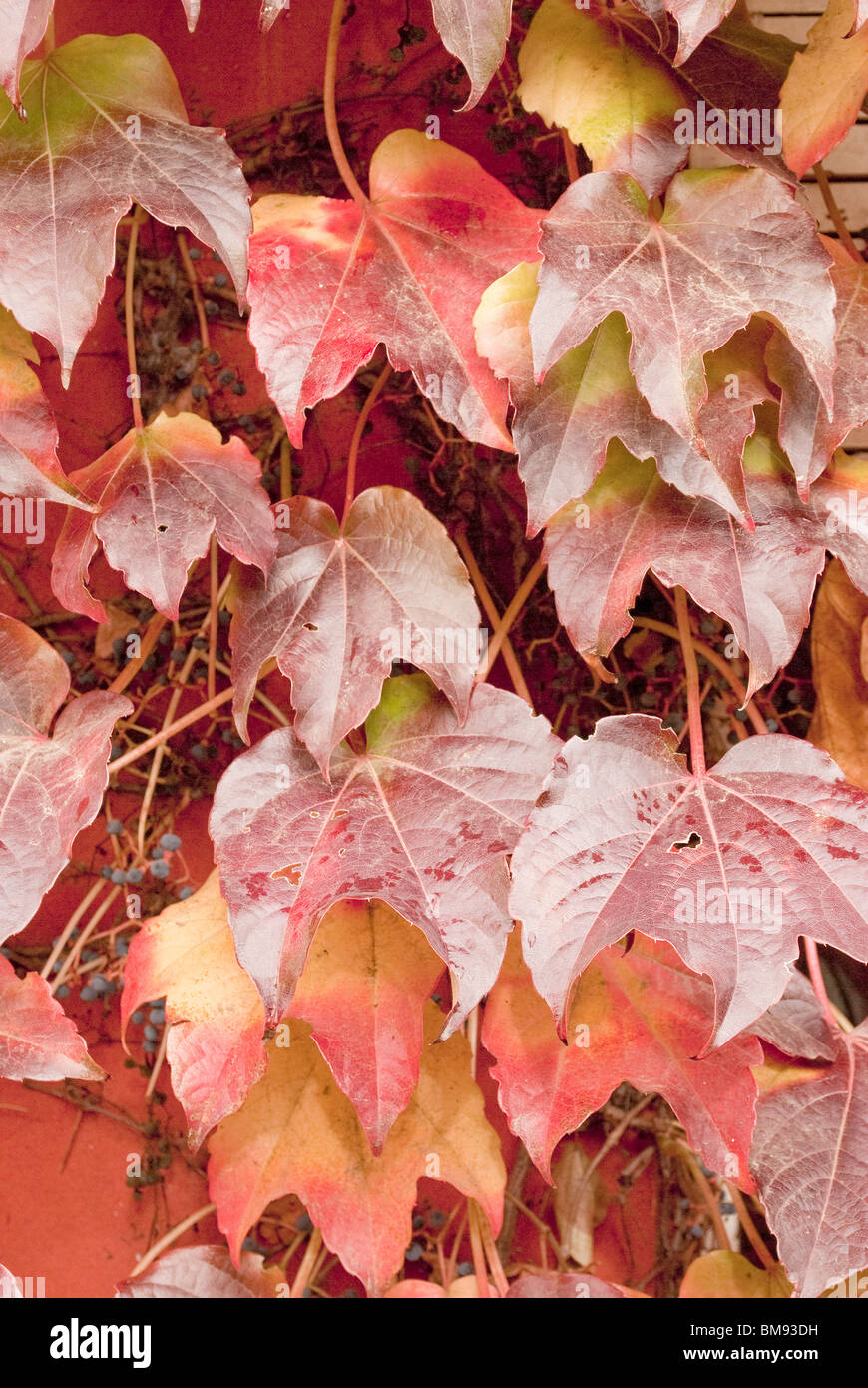 virginia creeper leaves Stock Photo Alamy