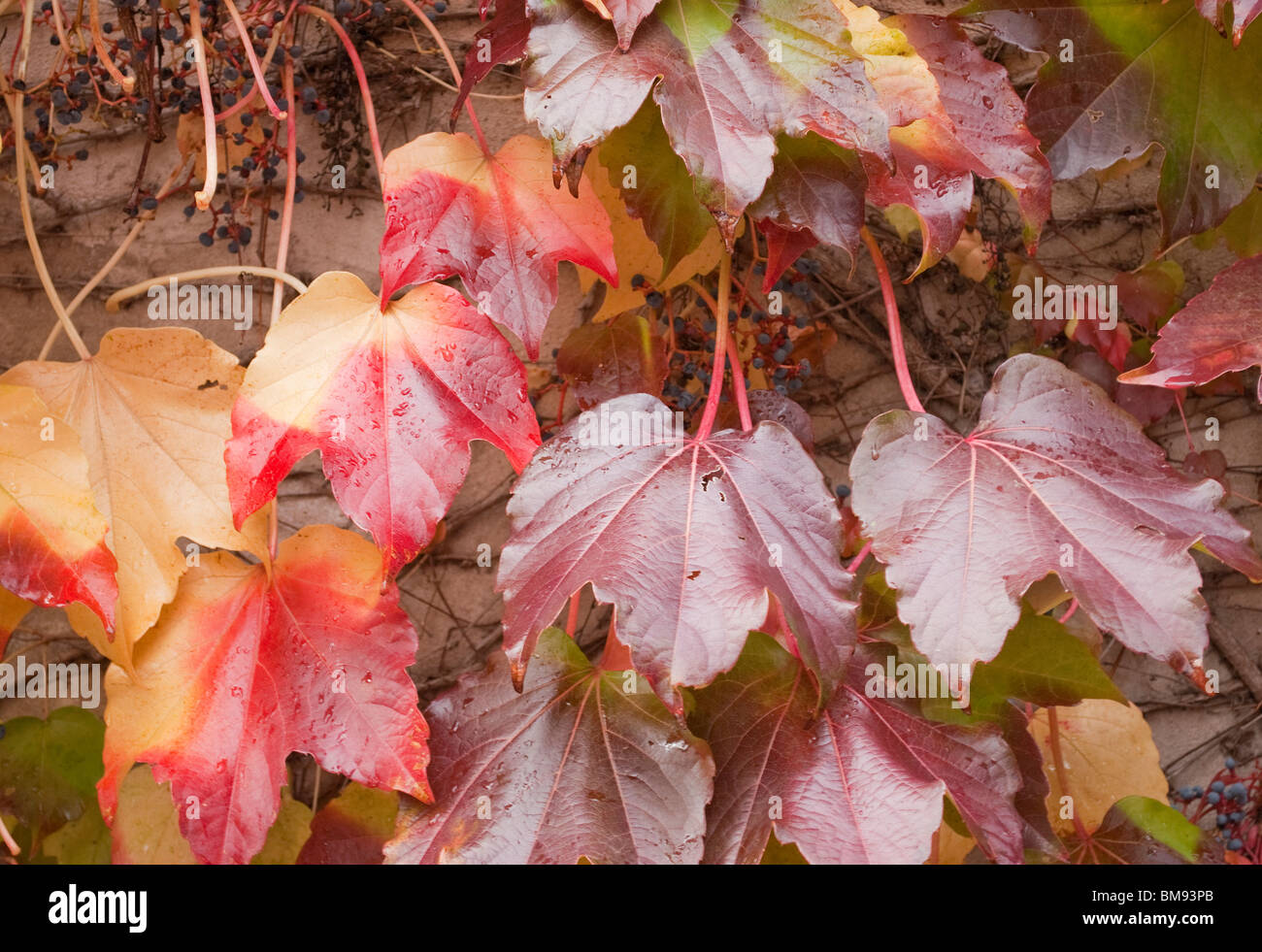 virginia creeper leaves Stock Photo Alamy