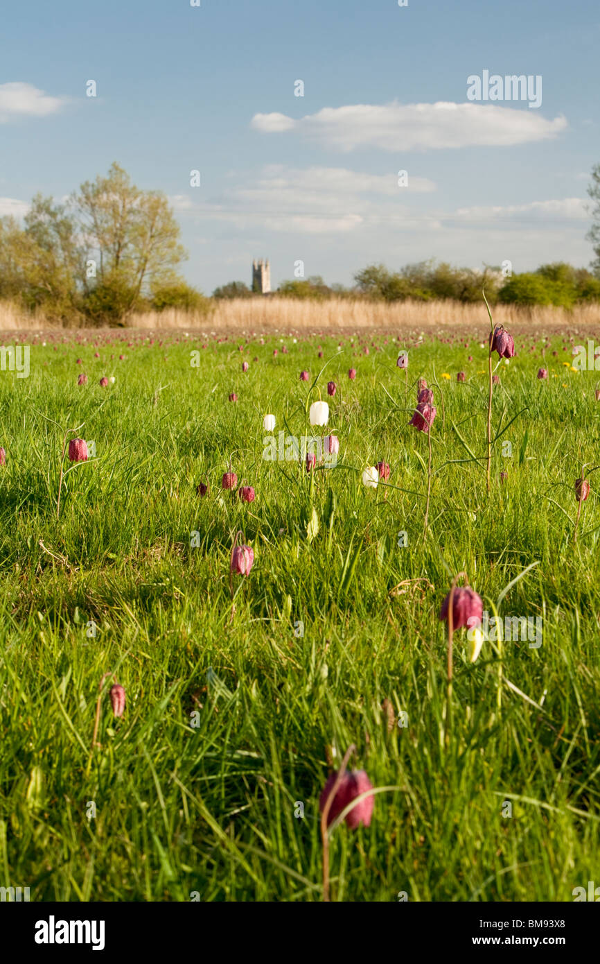 Snakeshead Fritillaries in North Meadow Nature Reserve, Cricklade, Wiltshire, Uk Stock Photo