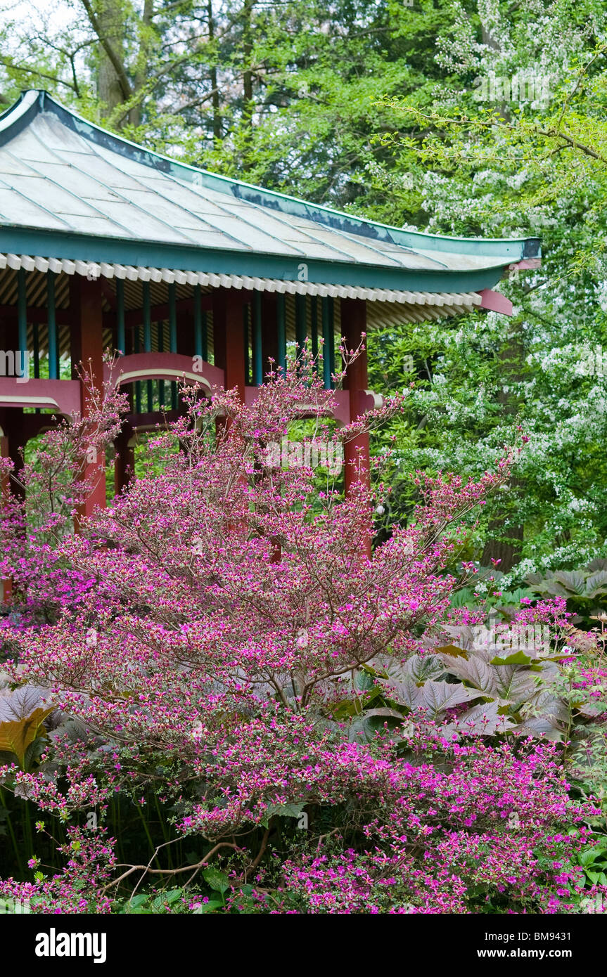 Chinese garden with Rhododendron | Rhododendron cultivar Stock Photo