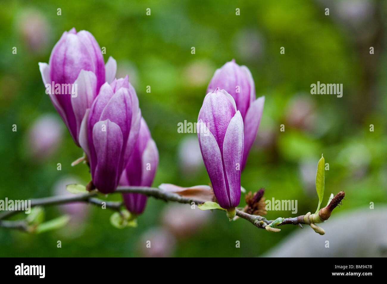 Saucer Magnolia Magnolia x soulangiana Stock Photo Alamy
