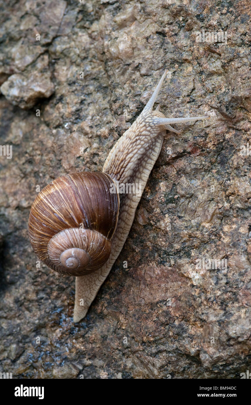 Edible Snail | Helix pomatia Stock Photo