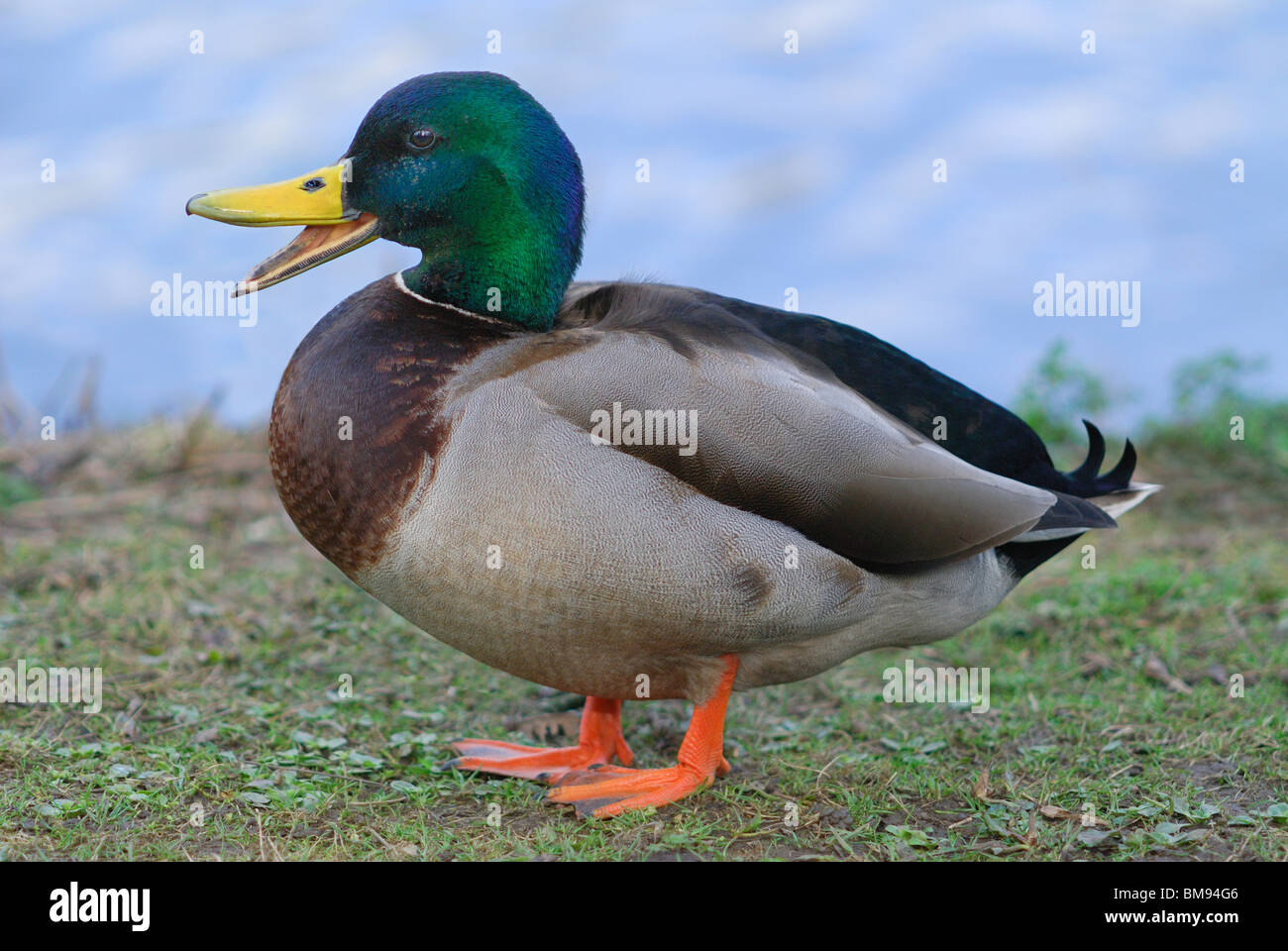 Male Mallard Duck (anas platyrhynchos) calling beside an english pond Stock Photo