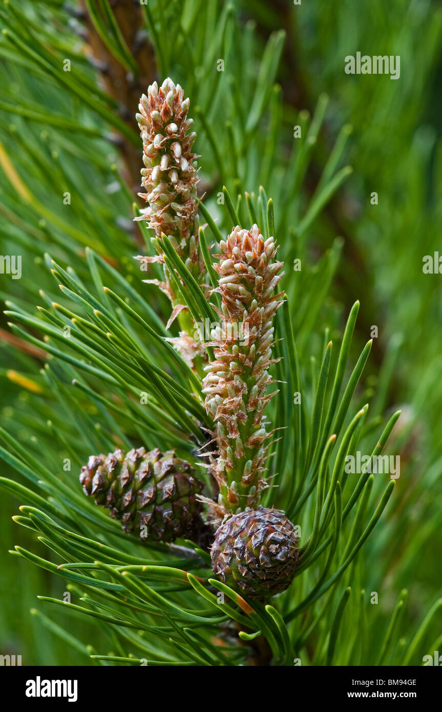 Mountain Pine | Pinus mugo Stock Photo