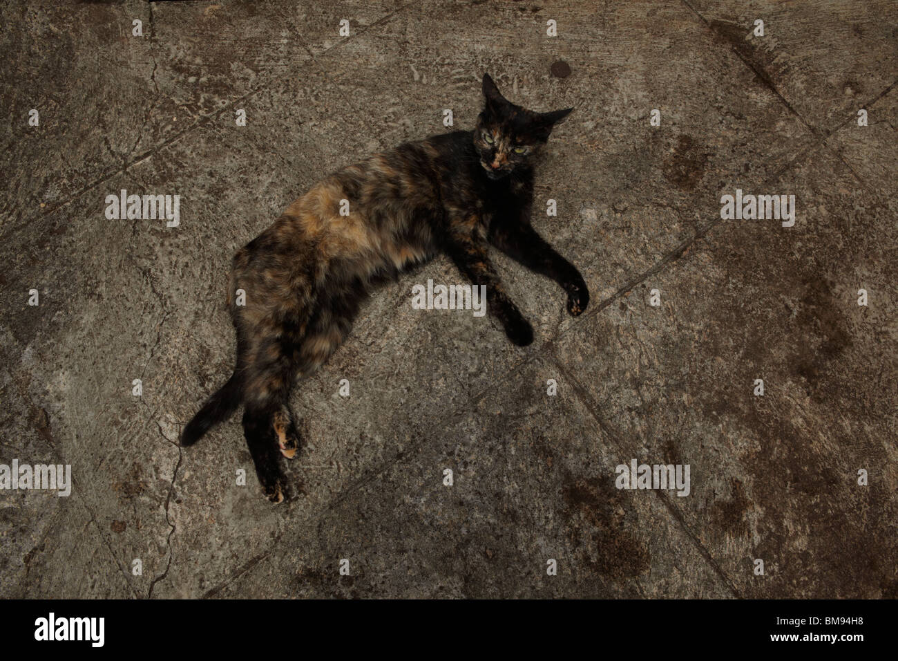 Tortishell cat lying on its side photographed from above Stock Photo