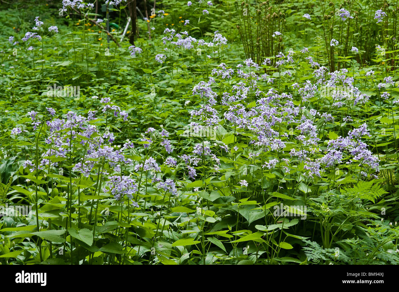 Perennial Honesty | Lunaria rediviva Stock Photo