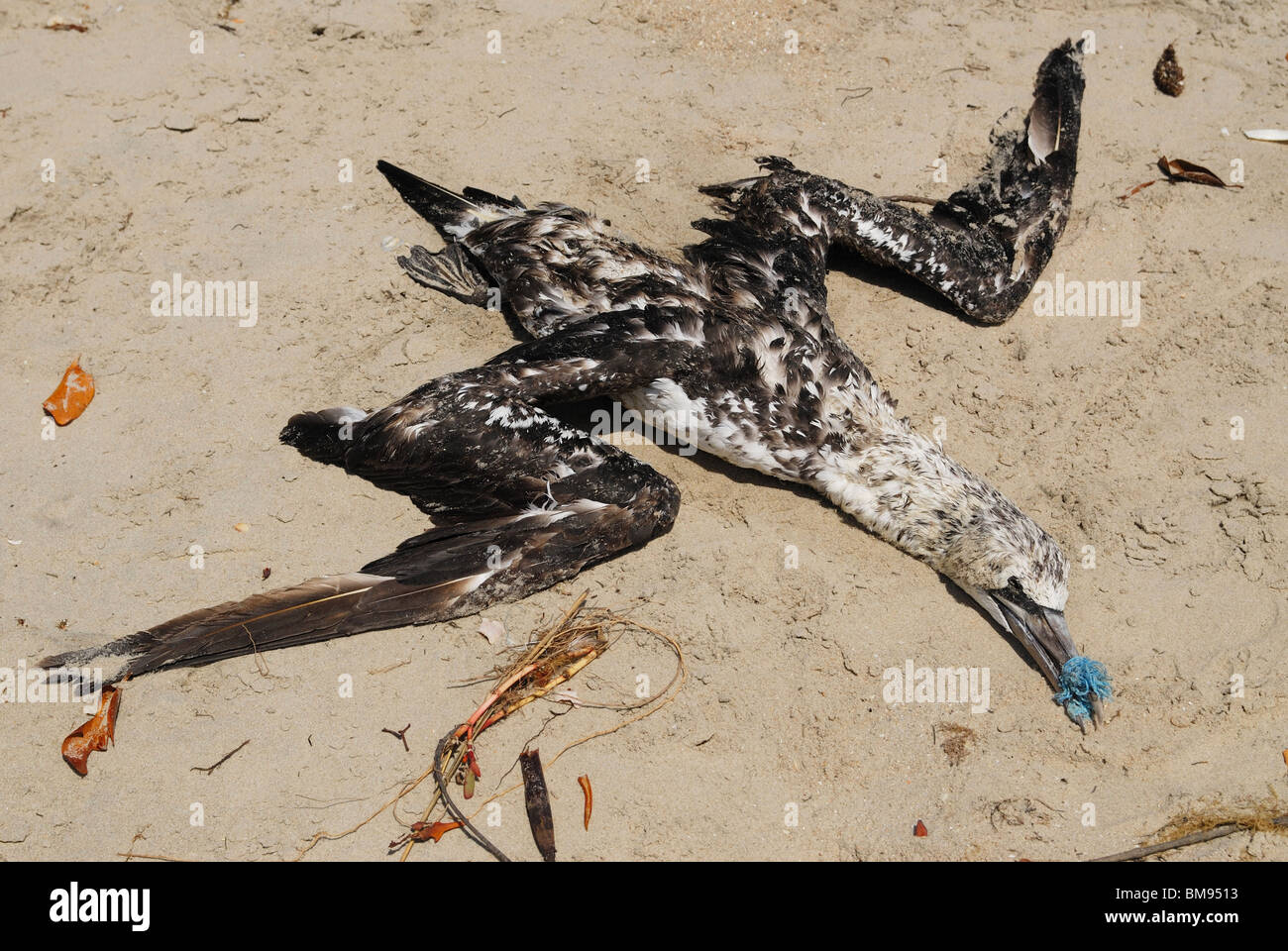 Dead Northern Gannet (sula bassana) killed by plastic Stock Photo