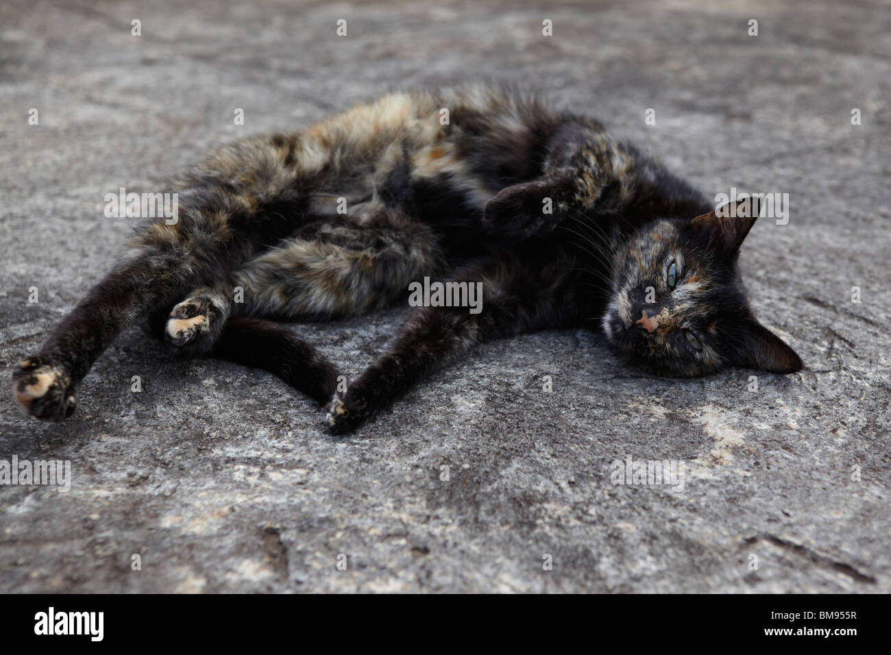 Tortishell cat lying down in the sun watching . Stock Photo