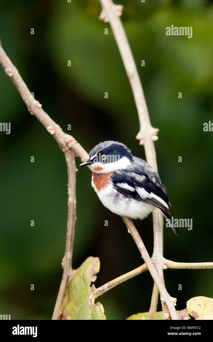 Chin-spot Batis or Chin-spot Puffback - Aberdare National Park, Kenya Stock Photo