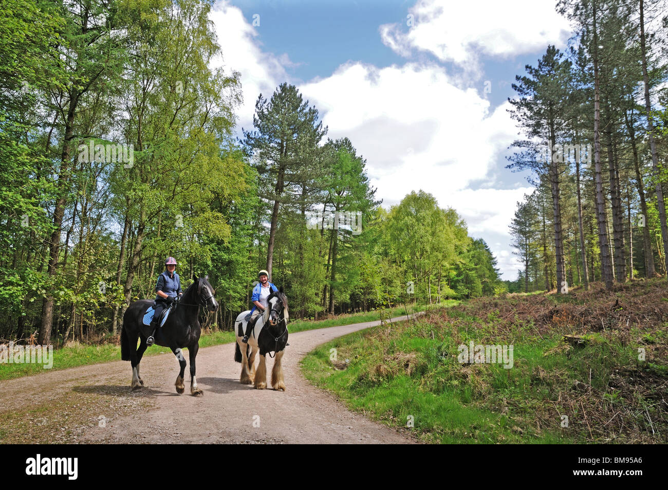 Two lady female horse riders riding heavy weight horses on forestry track through forest on Cannock Chase Staffordshire England Stock Photo