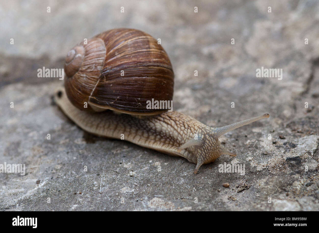 Edible Snail Helix pomatia Stock Photo Alamy