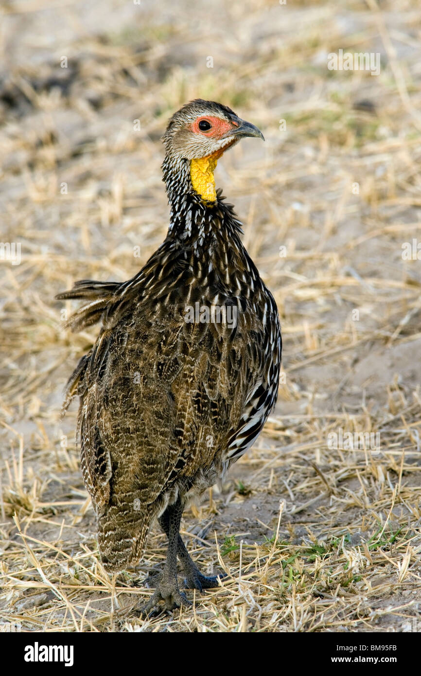 Yellow-necked Spurfowl - Samburu National Reserve, Kenya Stock Photo