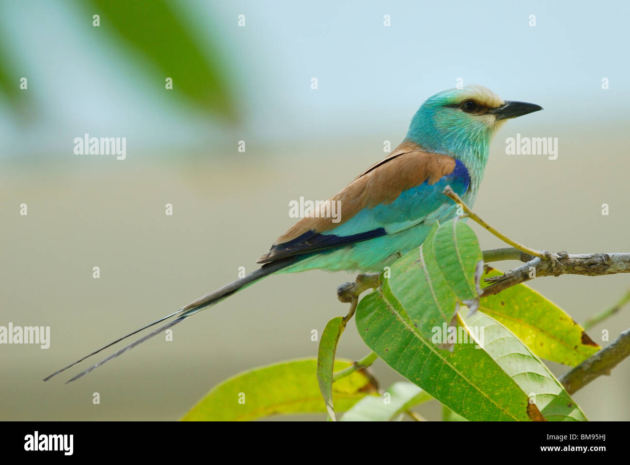 Abyssinian Roller (Coracias abyssinica) in The Gambia, Africa Stock Photo