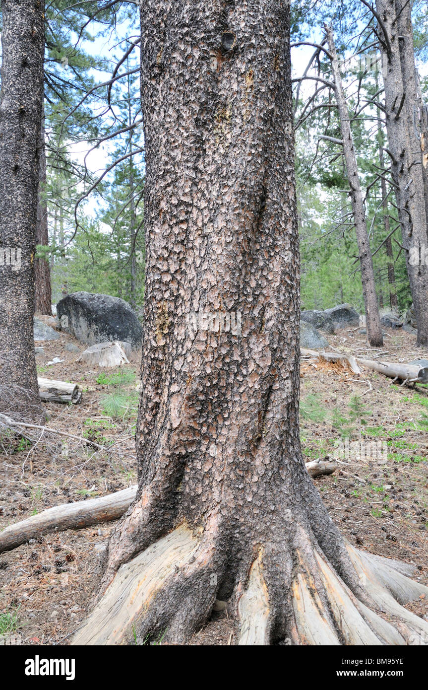 Trunk of a lodgepole pine showing the highly mottled scaly bark Stock Photo