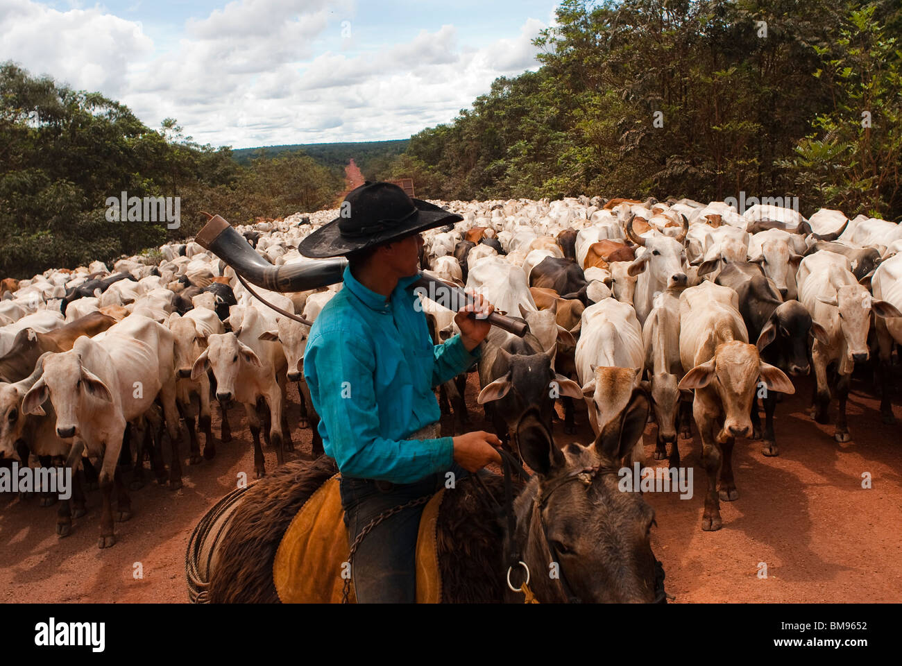 Herd of cattle, BR-163 road ( Cuiabá - Santarém road ) at South Para State, Amazon, Brazil. Stock Photo