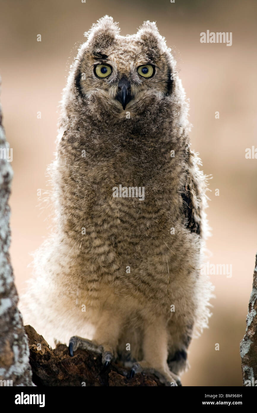 Spotted Eagle-owl - Loita Hills, Kenya Stock Photo