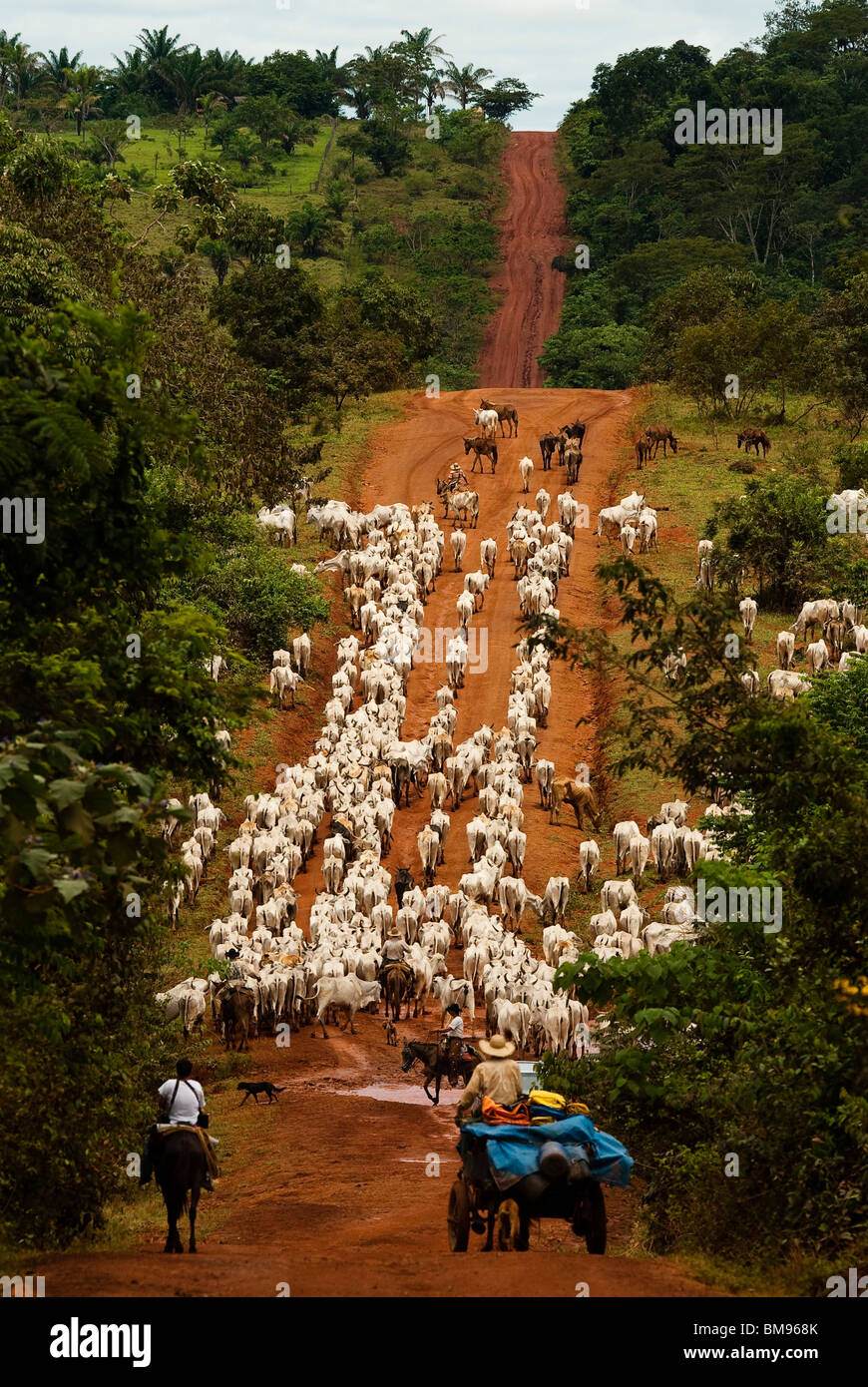 Herd of cattle, BR-163 road ( Cuiabá - Santarém road ) at South Para State, Amazon, Brazil. Stock Photo