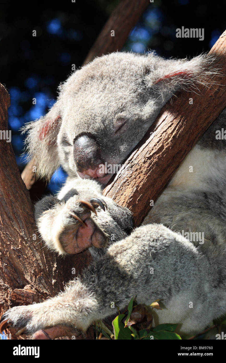 Koala In Gumtree High Resolution Stock Photography and Images - Alamy
