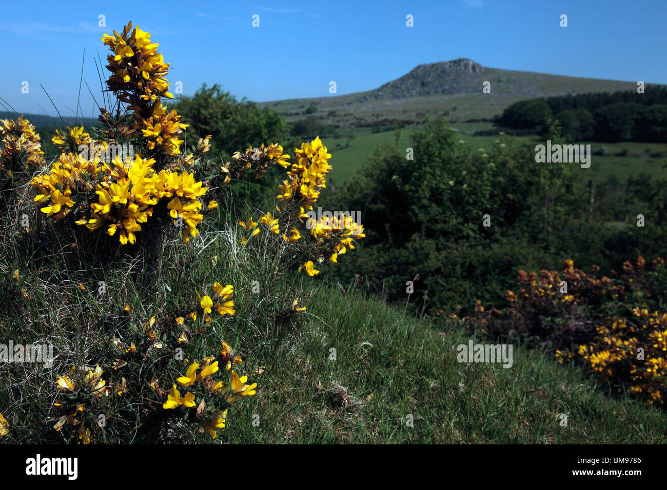 A Gorse Bush in full bloom at the foot of Sheepstor, Devon, UK, in late spring. Stock Photo