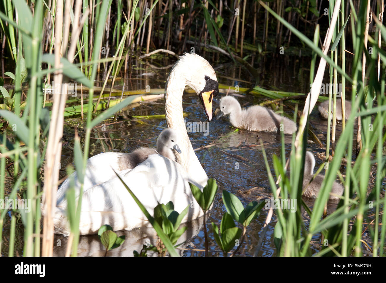 Swan swimming amongst reeds with her 4 cygnets, one riding on her back. Stock Photo