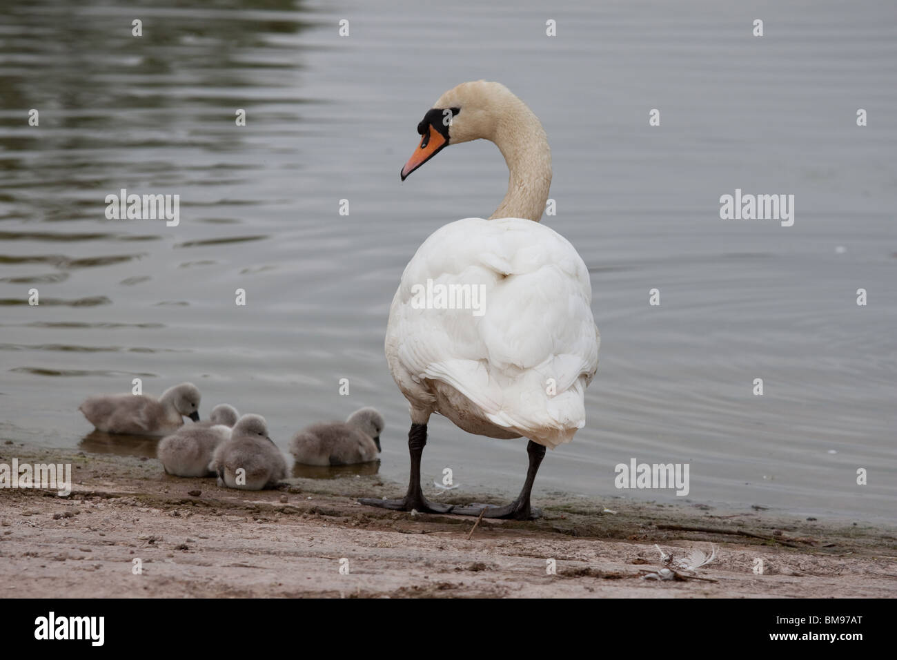 Portrait of a swan standing, looking sideways with 4 cygnets lying down on the edge of the lake investigating the water. Stock Photo