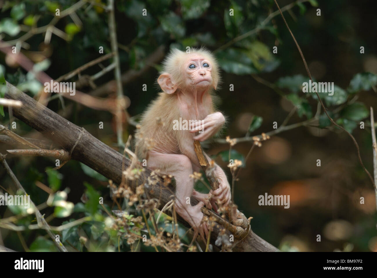 Baby Stump-tailed Macaque (macaca arctoides) in Pala-U National Park, Thailand Stock Photo