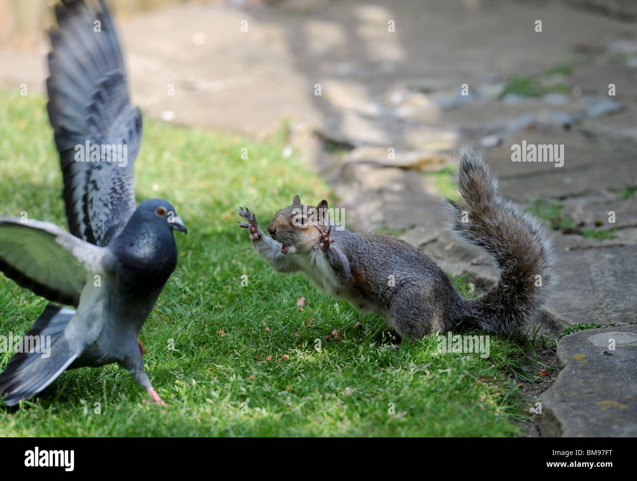 A Grey Squirrel attacks a Feral Pigeon who was trying to steal his food