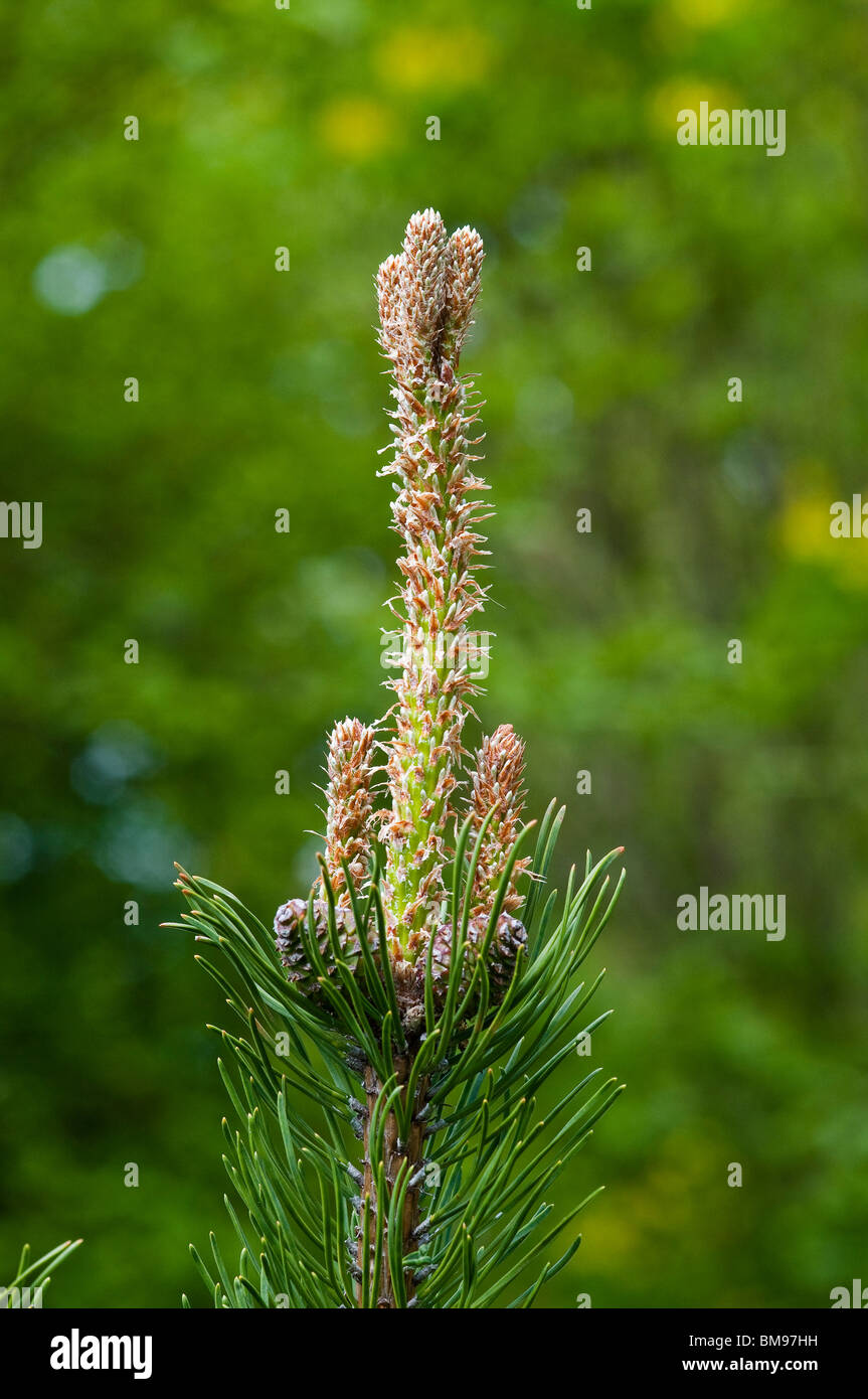 Mountain Pine | Pinus mugo Stock Photo