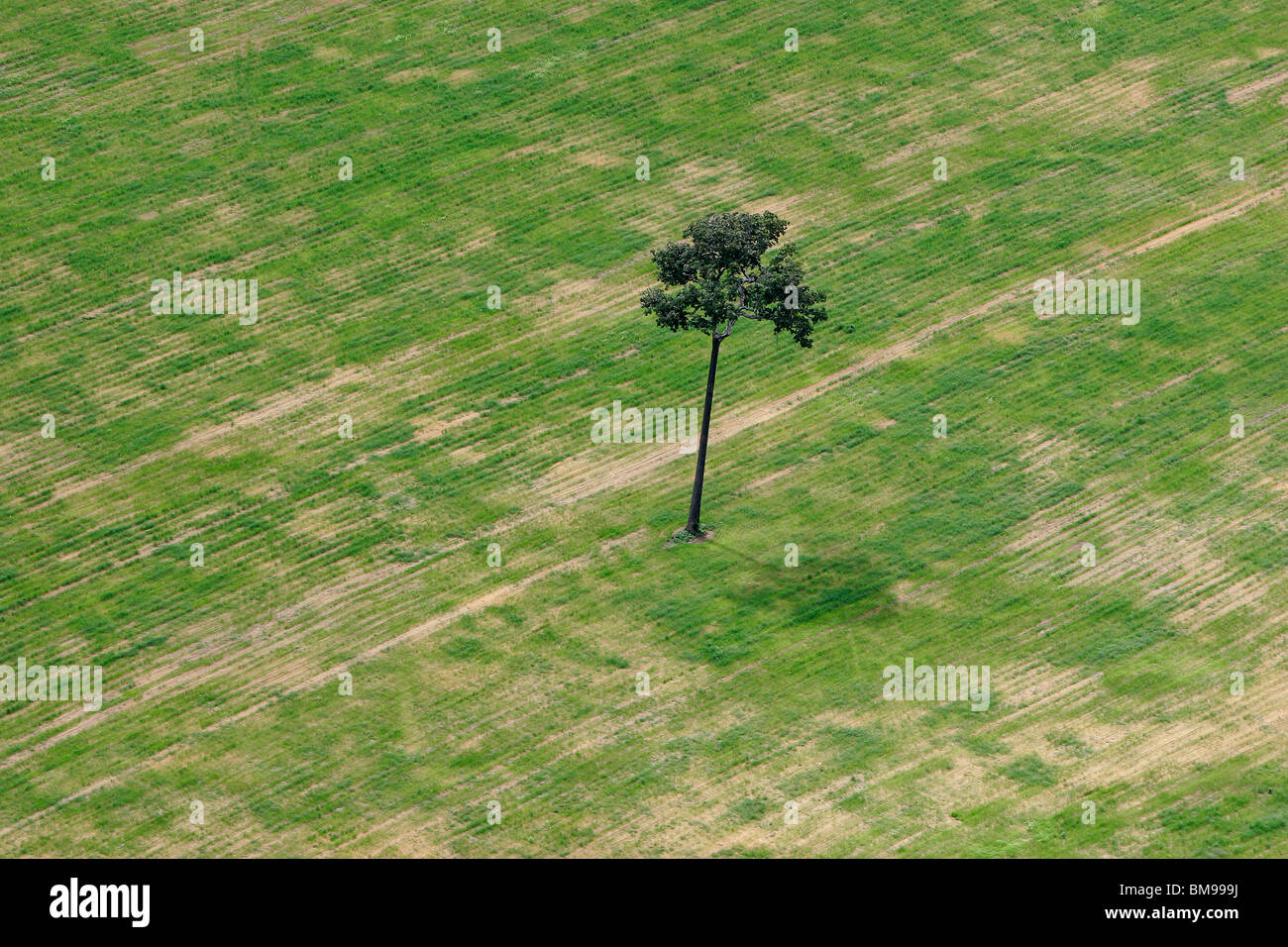 Soy plantation in Amazon rain forest, Brazil. Deforestation for the agribusiness. Isolated Brazil nut tree sentenced to death. Stock Photo