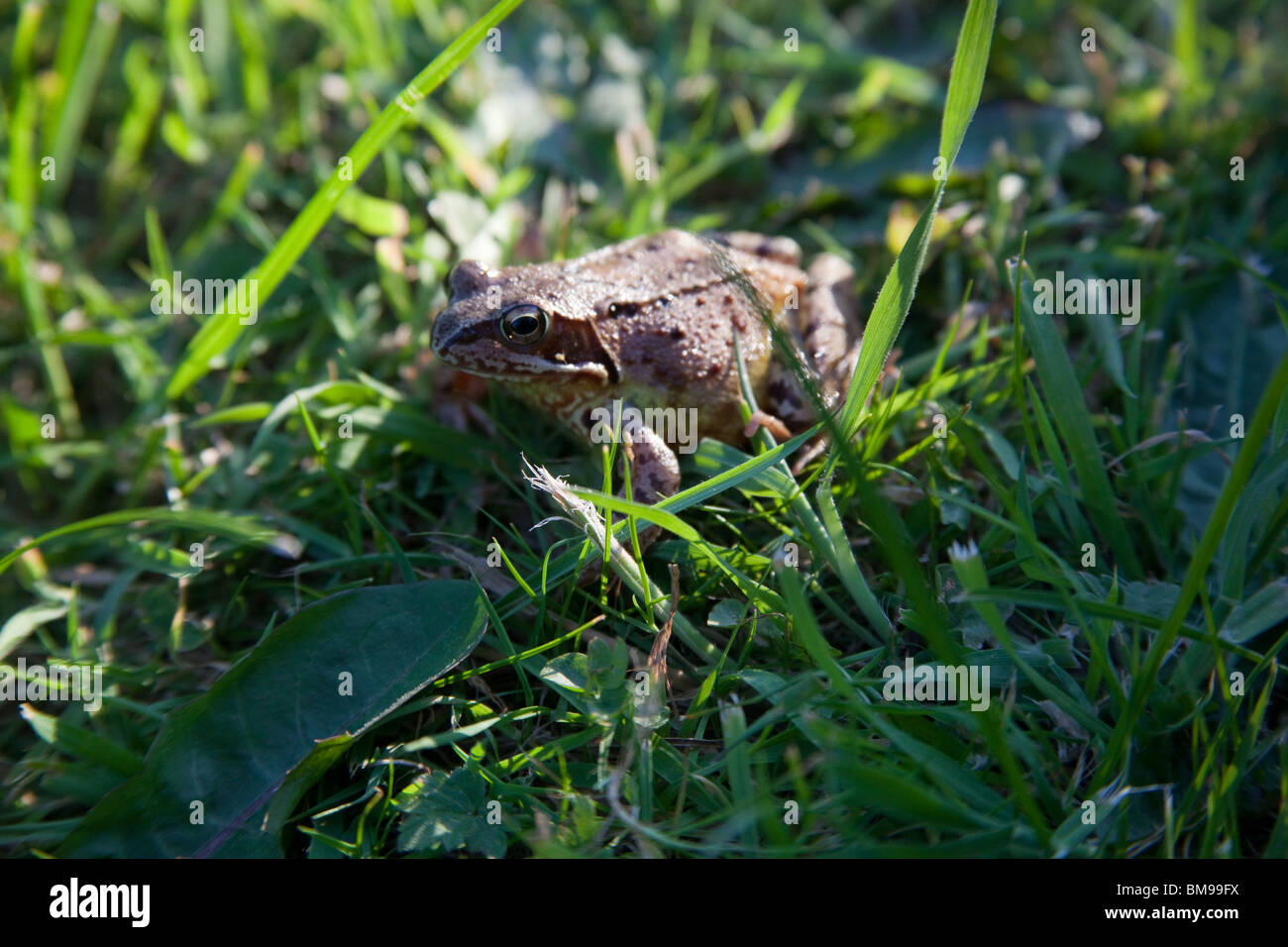 Common frog , Hampshire, England Stock Photo - Alamy