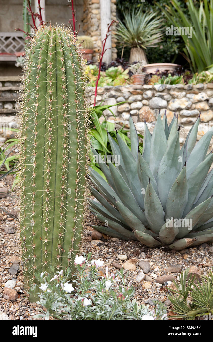 The San Pedro cactus (Echinopsis pachanoi, syn. Trichocereus pachanoi) LEFT, next to the Agave