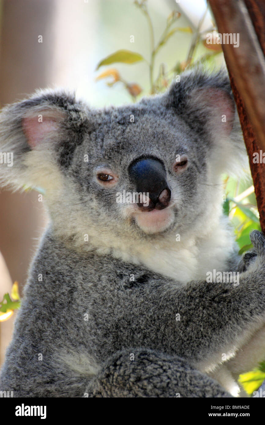 Koala bear in the sun hi-res stock photography and images - Alamy