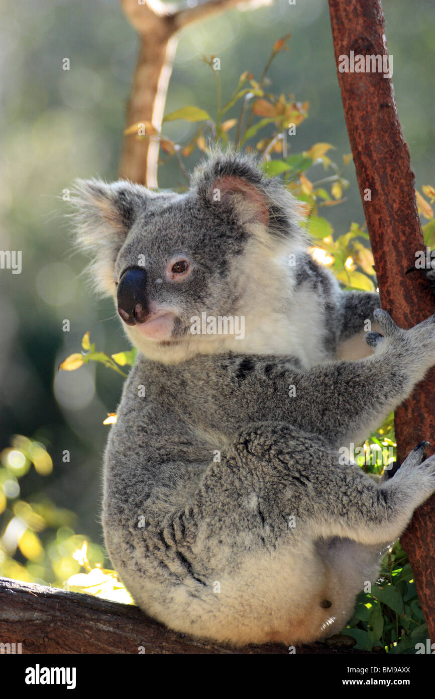 Koala bear in the sun hi-res stock photography and images - Alamy