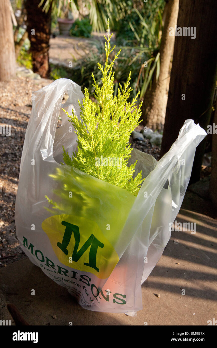 Thuja orientalis in a bag, bought from Morrisons supermarket to sculpt into a ball shape Stock Photo