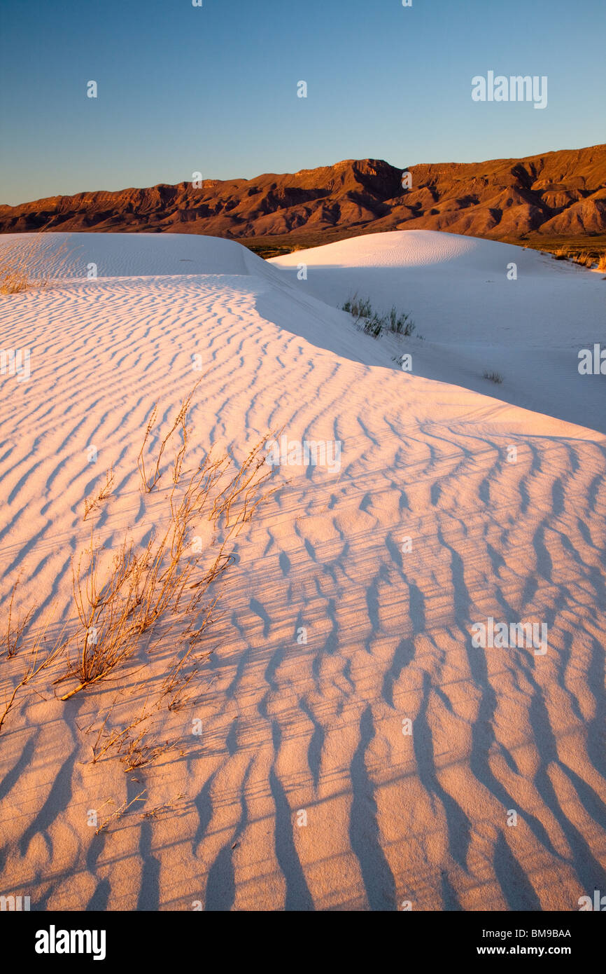 Salt Basin Dunes, Guadalupe Mountains National Park, Texas Stock Photo