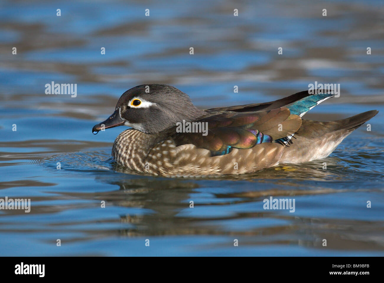An Adult Female Wood Duck Swimming In The Icy Waters Of New York City s An Adult Female Wood Duck Swimming In The Icy Waters Of New York City s